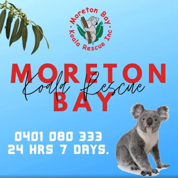 Koala day Queensland