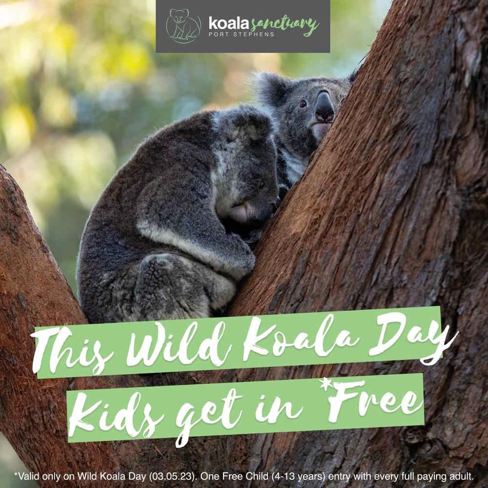 Whats On Wild Koala Day