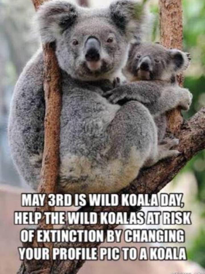 wild koala day event south australia
