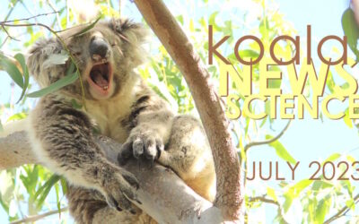 Koala News & Science July 2023