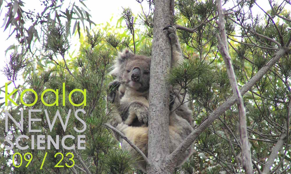 Koala News & Science September 2023