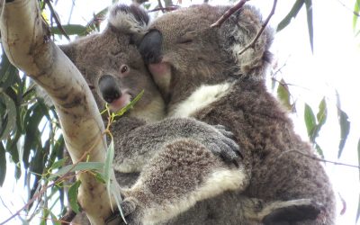 Pre-Menstrual Drop Bear