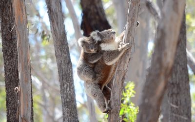 Land clearing in NSW