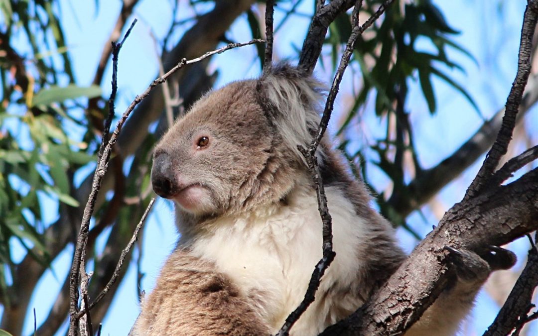 wild koala day