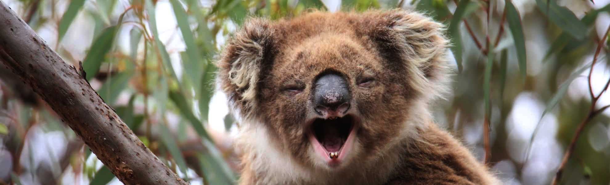 What to do Wild Koala Day