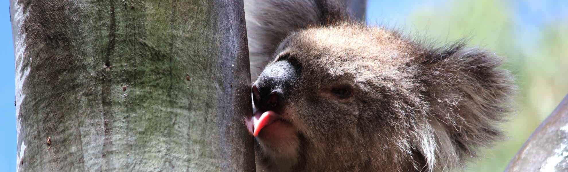 wild koala day charities