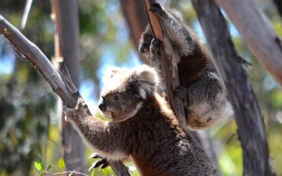 Tree-climbing with joey | Wild Koala Day 2018