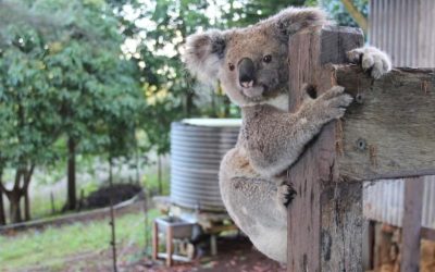 Wild Koala Day 2018: Homes For Everybody