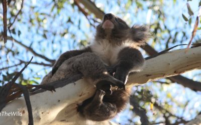 The Bush needs Koalas