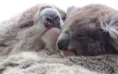 Koala kisses in the gum-trees | Wild Koala Day