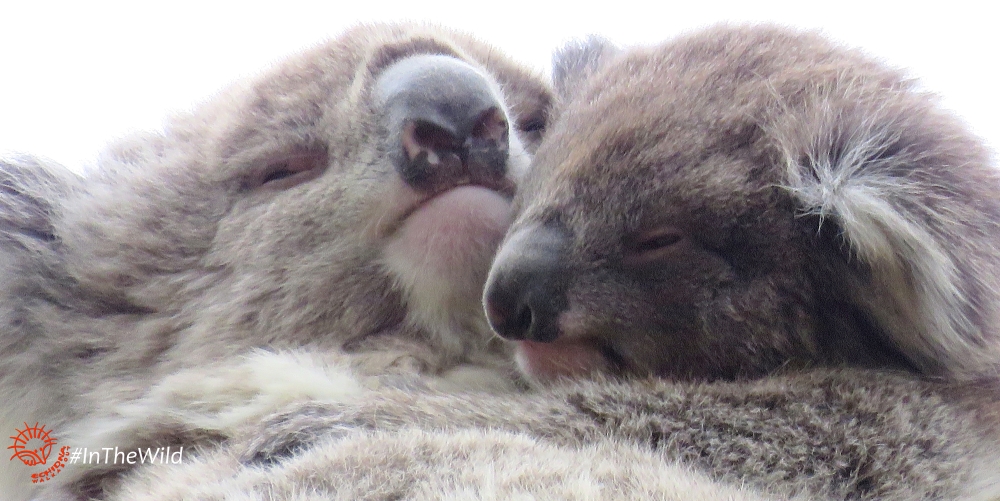 Koala kisses mother joey koala