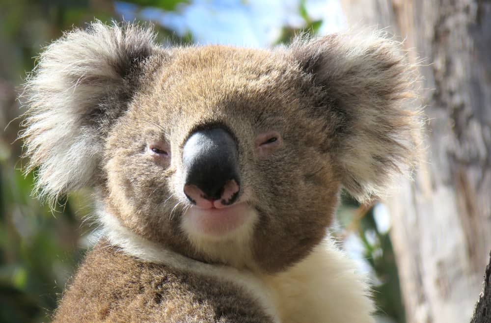 Макака коалу. Коала. Счастливая коала. Коала улыбка. Коала улыбается.