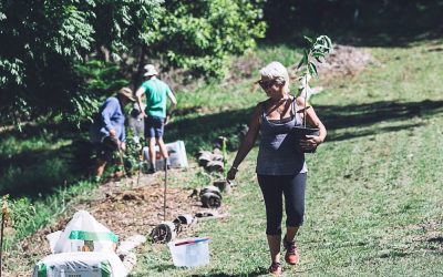 Tree Planting opportunities in Koala Habitat