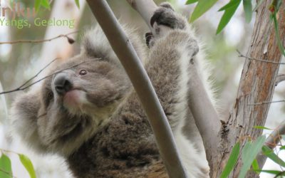 Koala News & Science Feb 2020