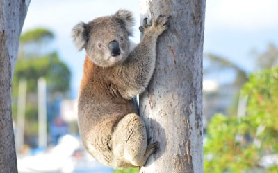 New Koala Group to be launched on Wild Koala Day