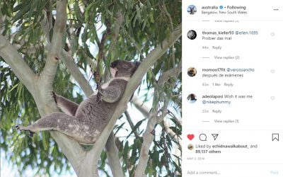 Wild Koala Day on Australia instagram