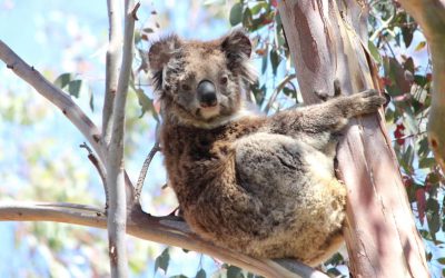 What is international Wild Koala Day?