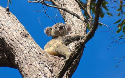 A Wild Koala Story from Noosa, Qld, part 2