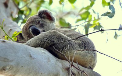 A Koala Story from Queensland, part 3