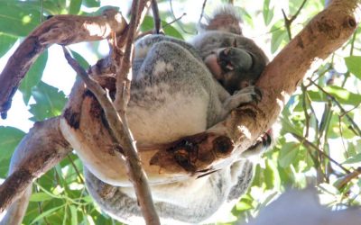 A beloved wild koala from Noosa National Park