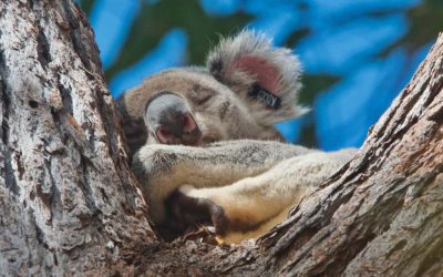 A wild koala story from Noosa, part 6