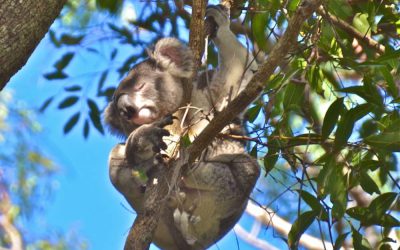 A wild Koala story from Noosa, part 1.