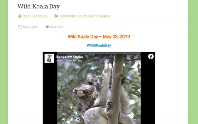Wildlife Around The World: Wild Koala Day
