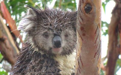 Koalas love to eat leaves in the rain