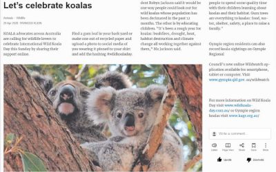 Wild Koala Day in Gympie Times
