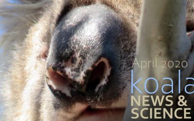 Koala News & Science April 2020