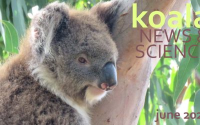 Koala News & Science June 2020