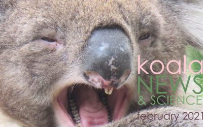 Koala News & Science February 2021