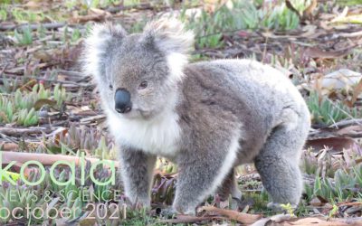 Koala News & Science October 2021