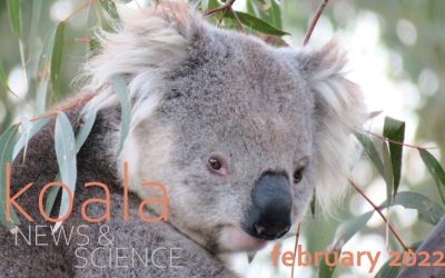 Koala News & Science February 2022
