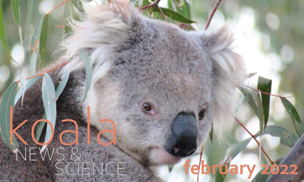 koala news science february 2022