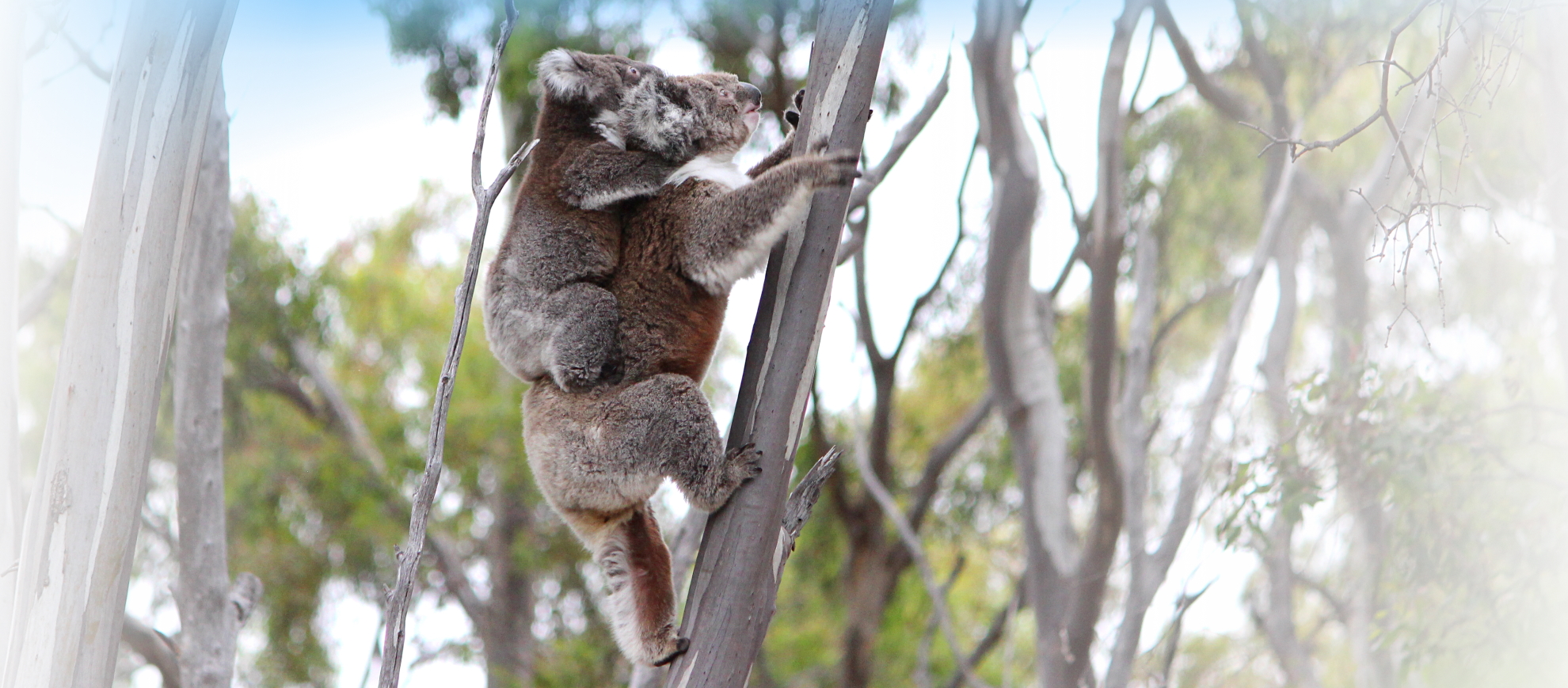 wild koala and joey wild koala day