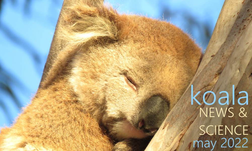koala news science may 2022