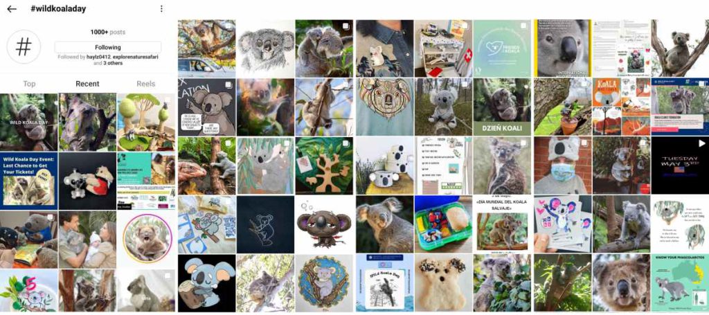 wild koala day 2022 social media