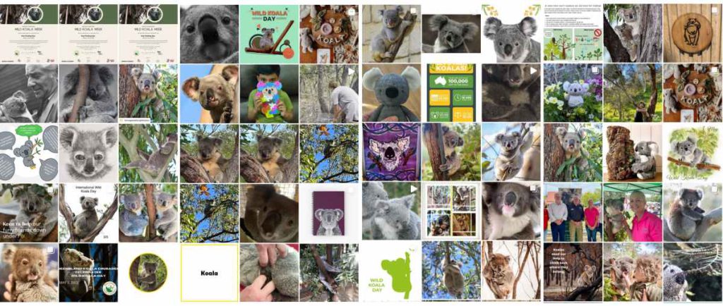 wild koala day 2022 social media