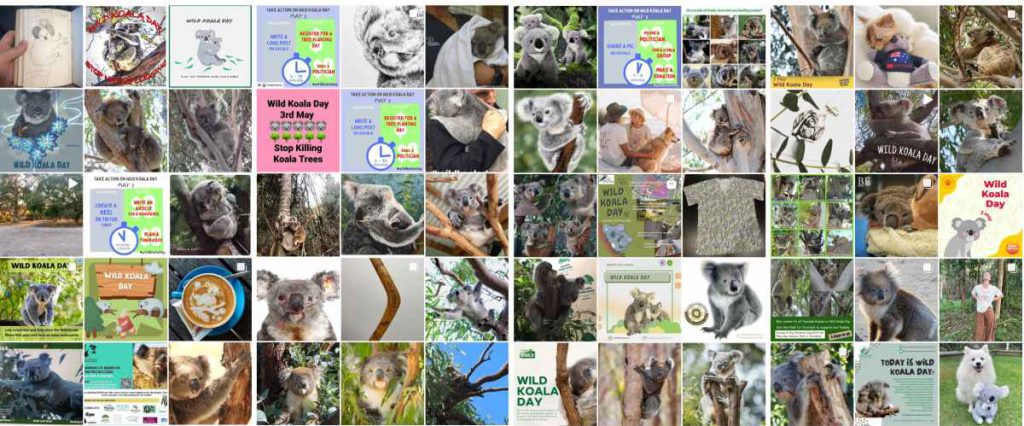 wild koala day 2022 social media