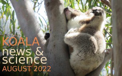 Koala News & Science August 2022