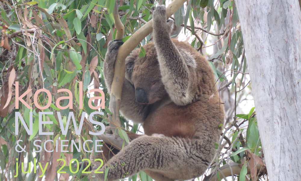 koala news science july 2022