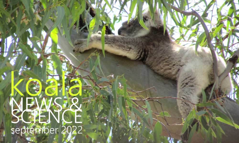 koala news science september 2022