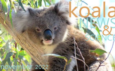 Koala News & Science November 2022
