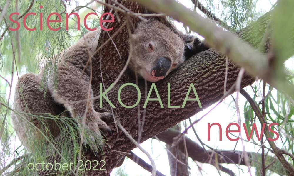 koala newsletter october 2022