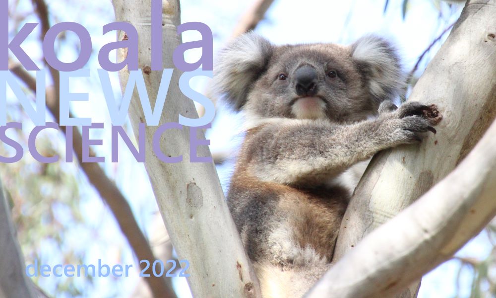 koala news science december 2022
