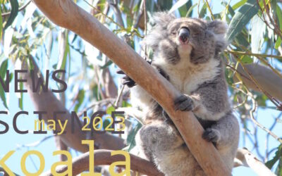 Koala News & Science May 2023