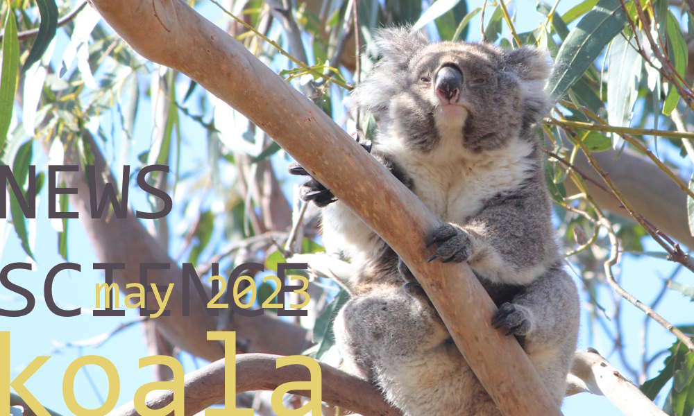 koala news science may 2023