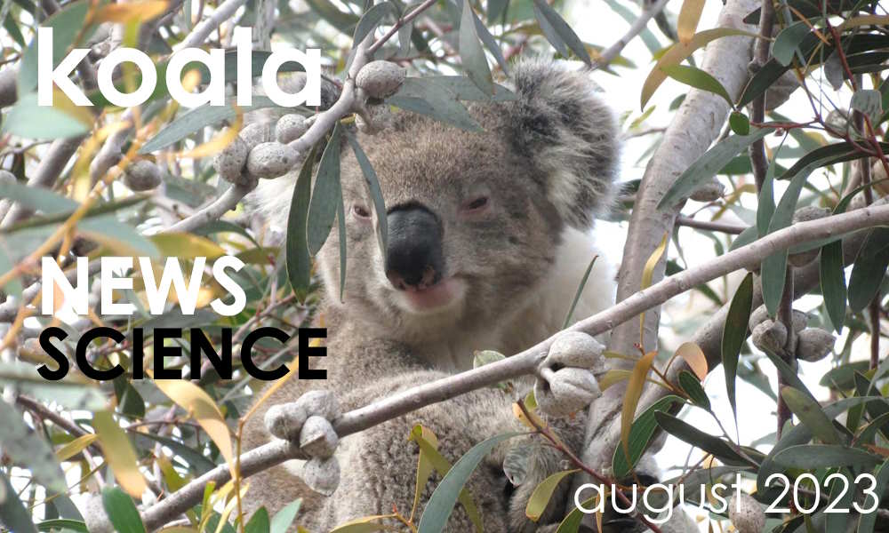 koala news science august 2023