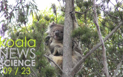 Koala News & Science September 2023